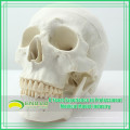 Anatomical Plastic Human Skull Model for Medical Education